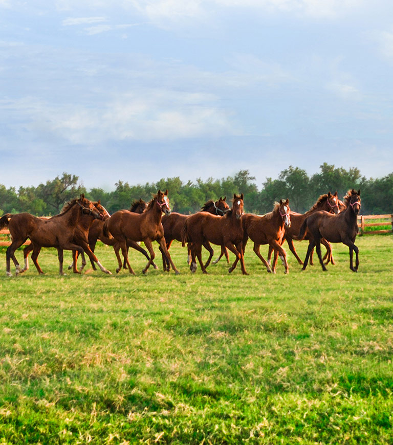 crianza de caballos