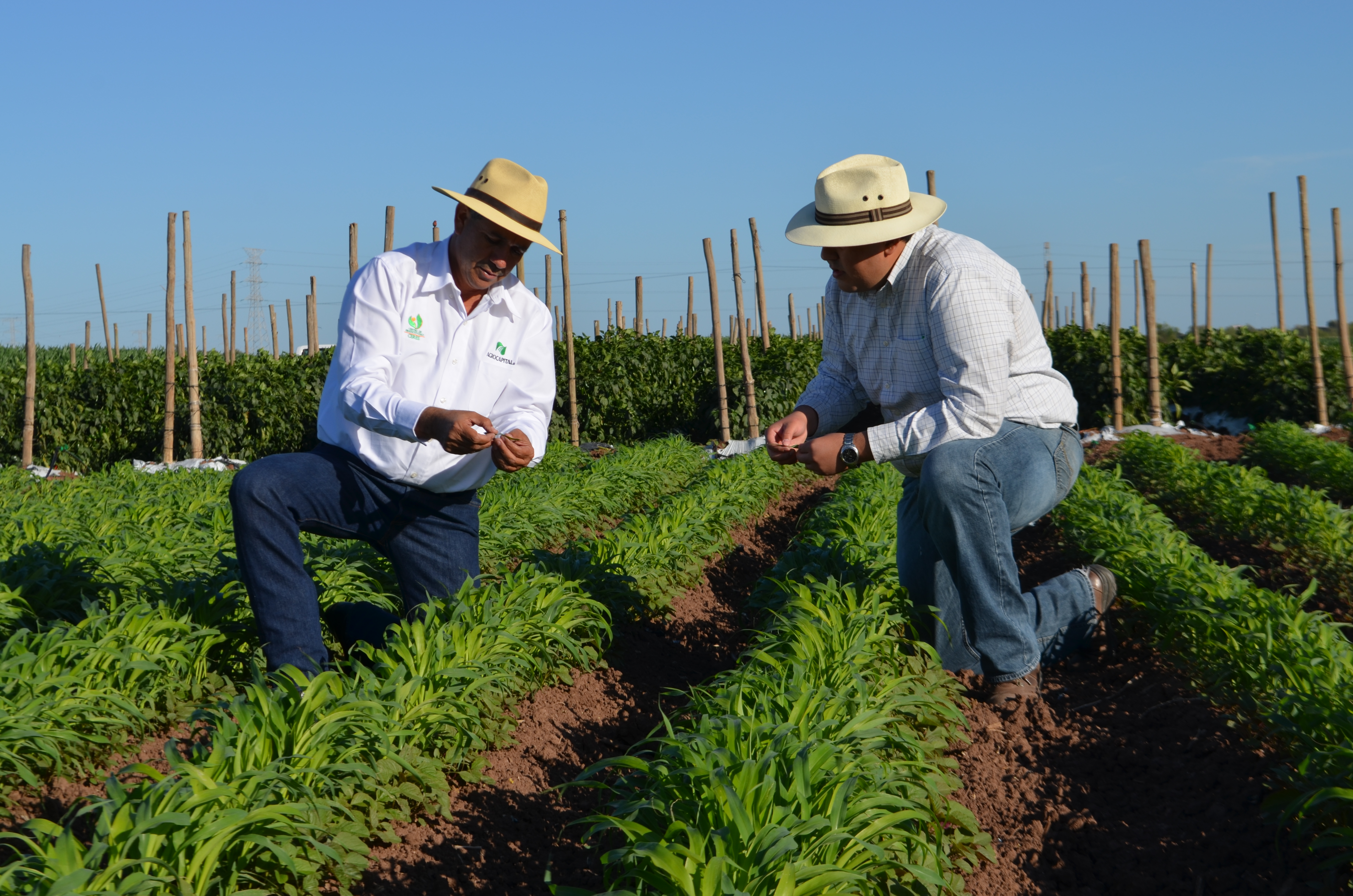 Compañeros de trabajo en el campo.